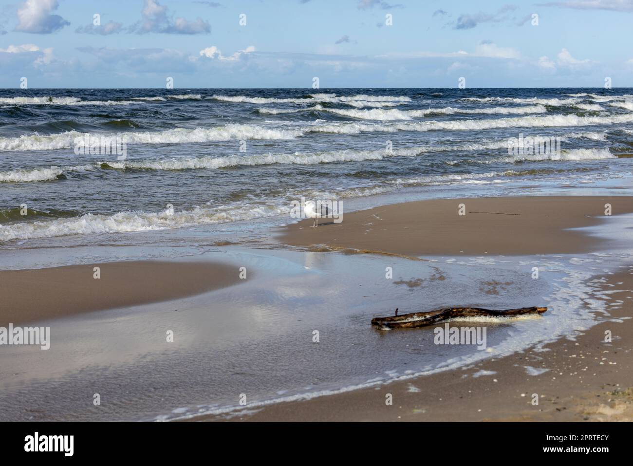 Beau paysage de bord de mer, une plage vide, l'eau mousseuse de la mer Baltique, des goélands marchant sur le sable, Wyspa Wolin, Miedzyzdroje, Pologne Banque D'Images