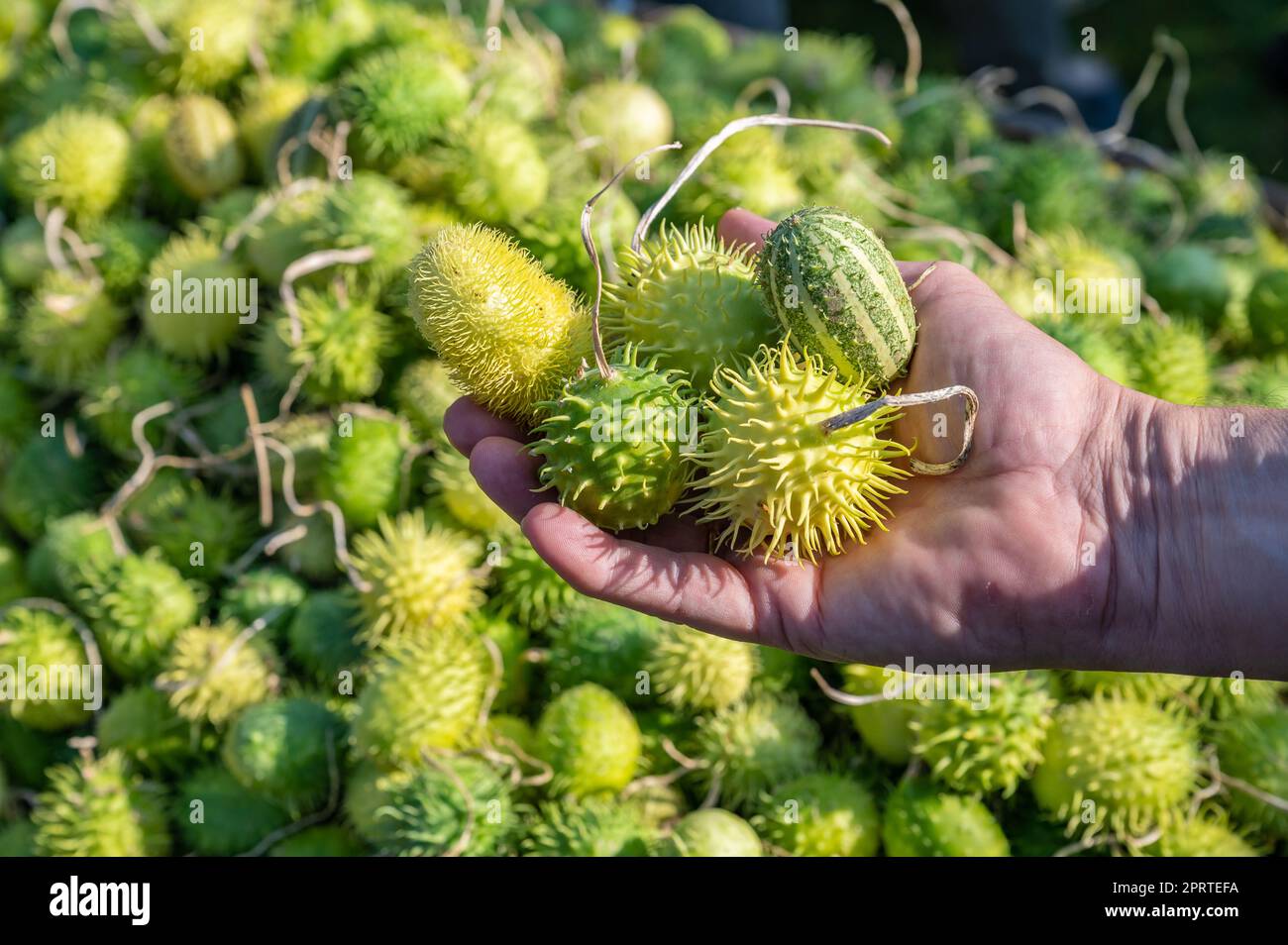 Le fermier blanc mâle tient de petits gourdes vertes richement ornementales dans sa main Banque D'Images