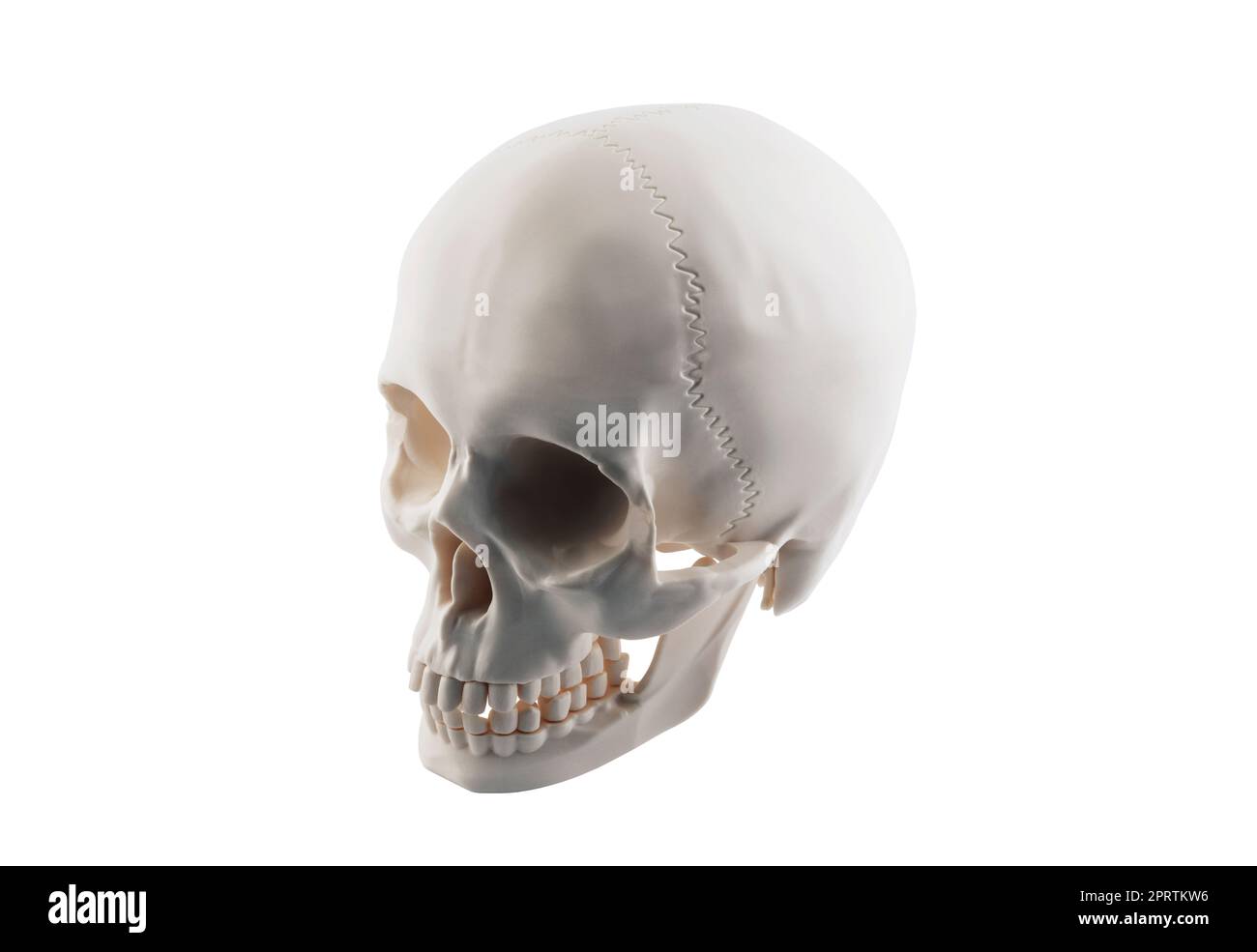 Crâne humain isolé sur fond blanc avec clipping path Banque D'Images