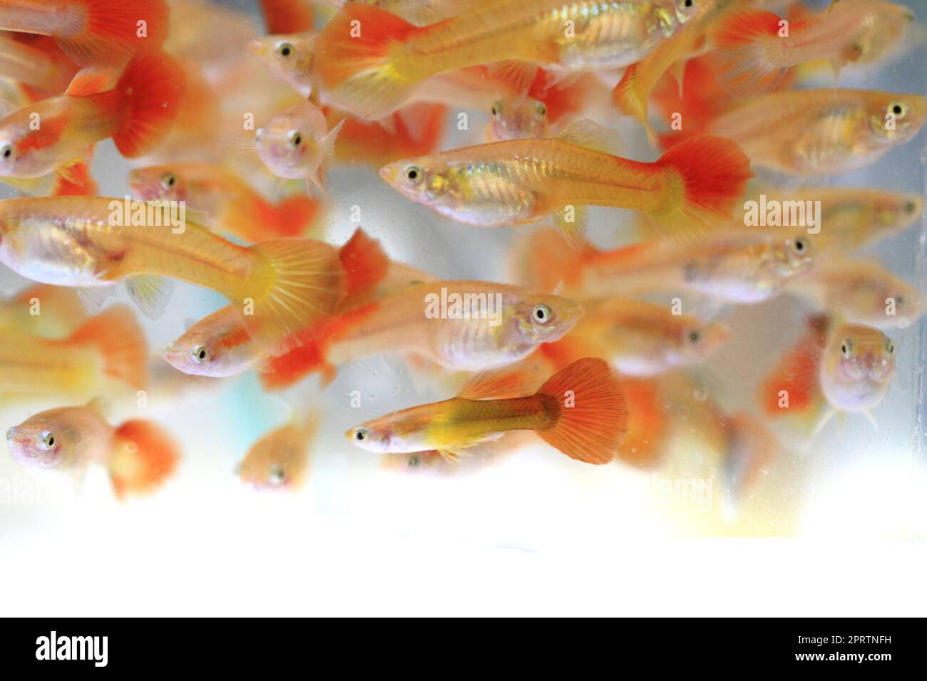 guppy poissons comme arrière-plan animal très agréable Banque D'Images
