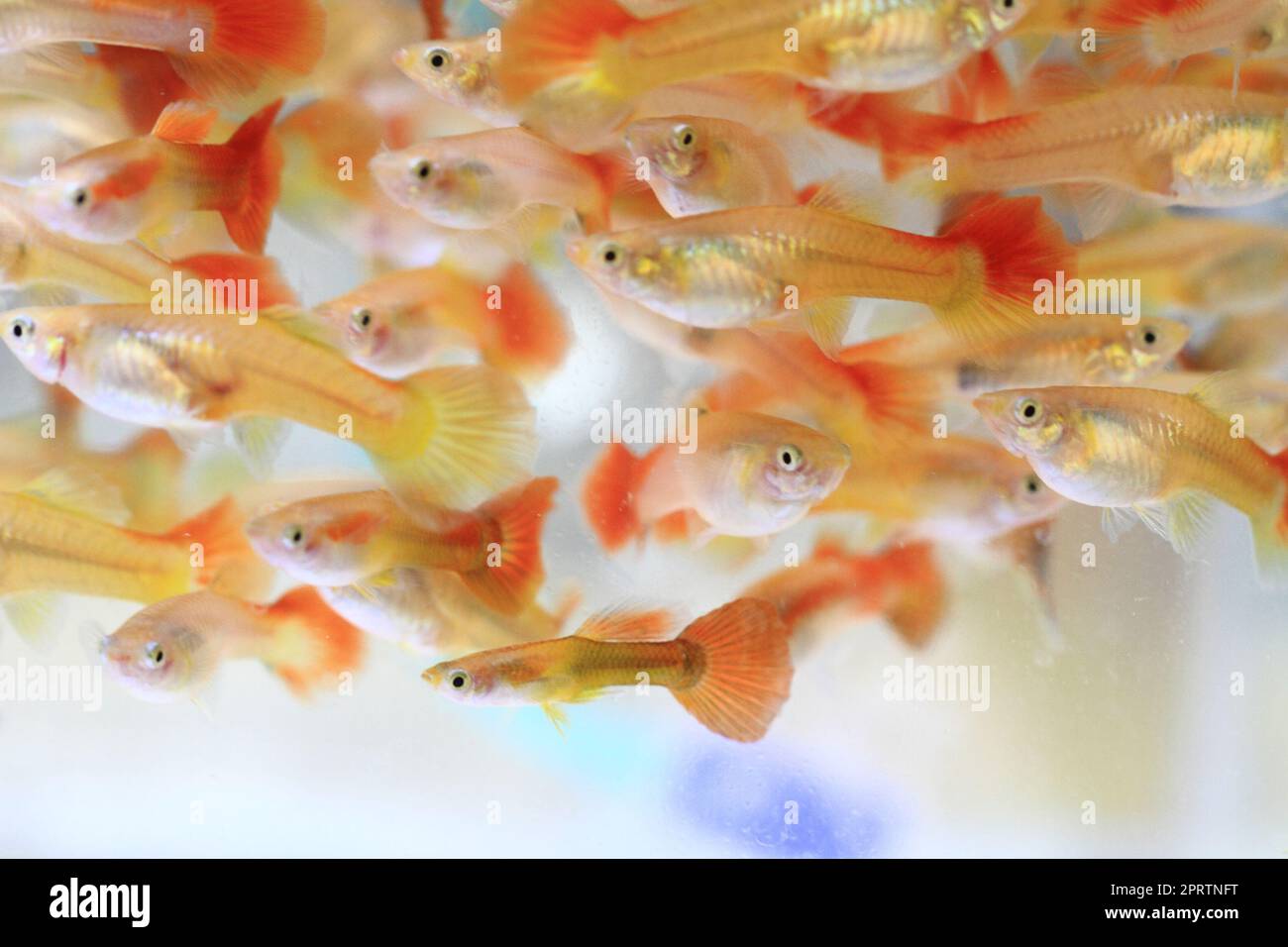 guppy poissons comme arrière-plan animal très agréable Banque D'Images