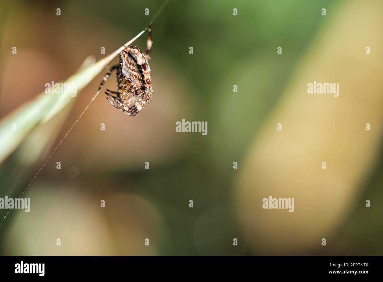 Croiser l'araignée en petit comité, avec une proie sur une lame d'herbe. Un chasseur utile parmi les insectes Banque D'Images