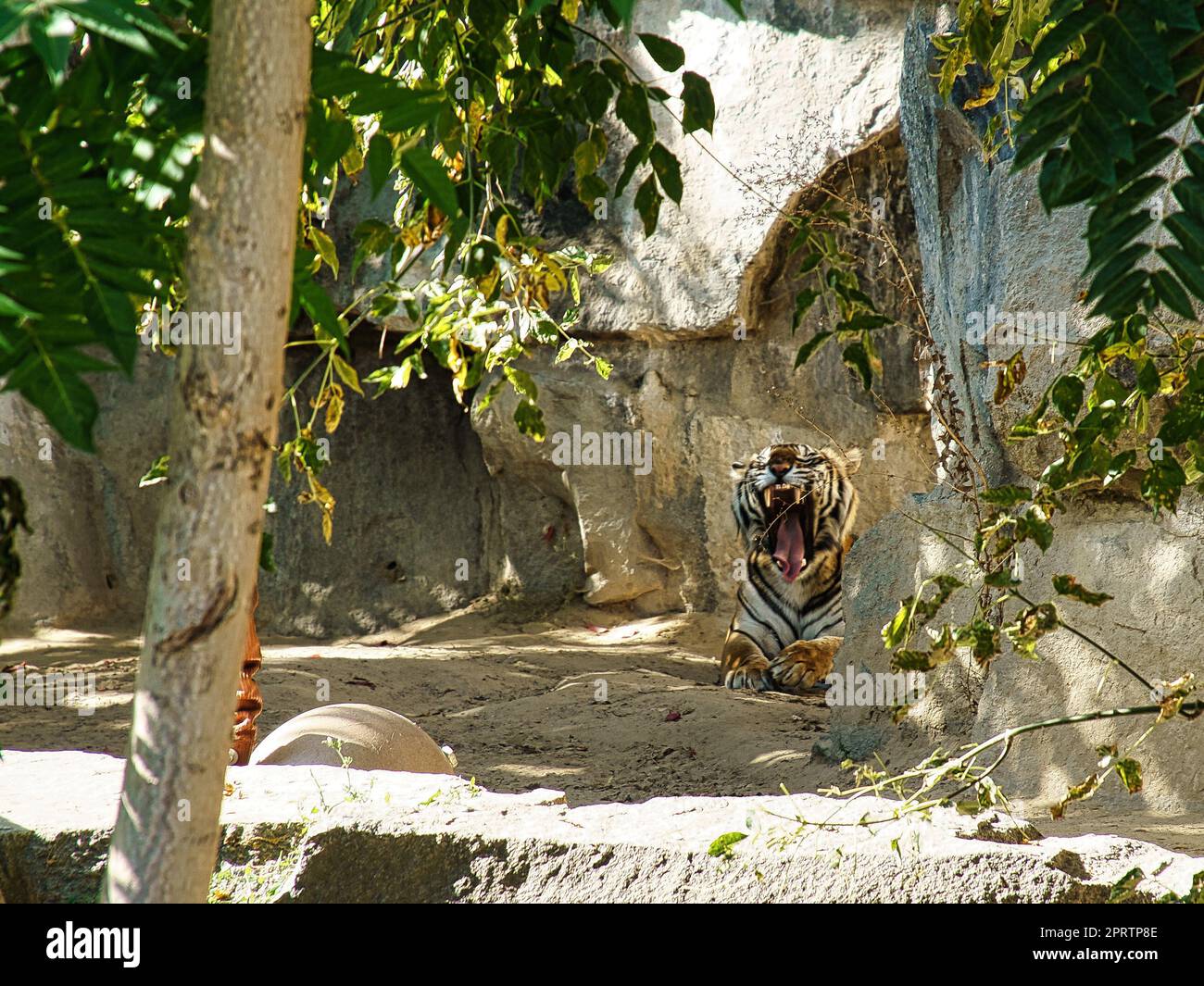 Tigre entre arbres et roche. Manteau rayé de prédateurs élégants. Grand chat d'Asie Banque D'Images