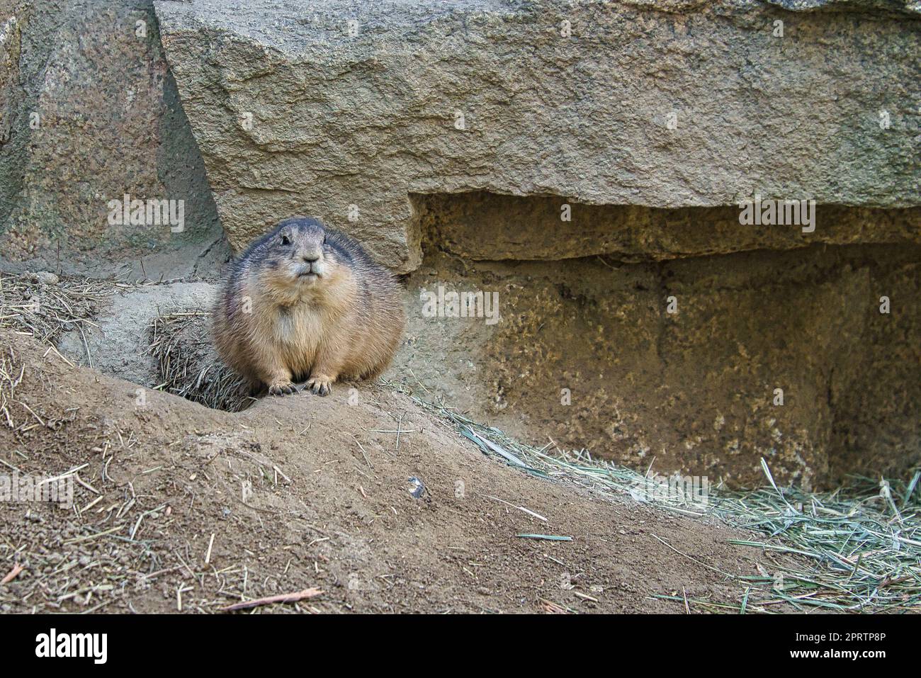 Marmot couché sur le rocher face au spectateur. Petit rongeur des Alpes. Animal mammifère Banque D'Images