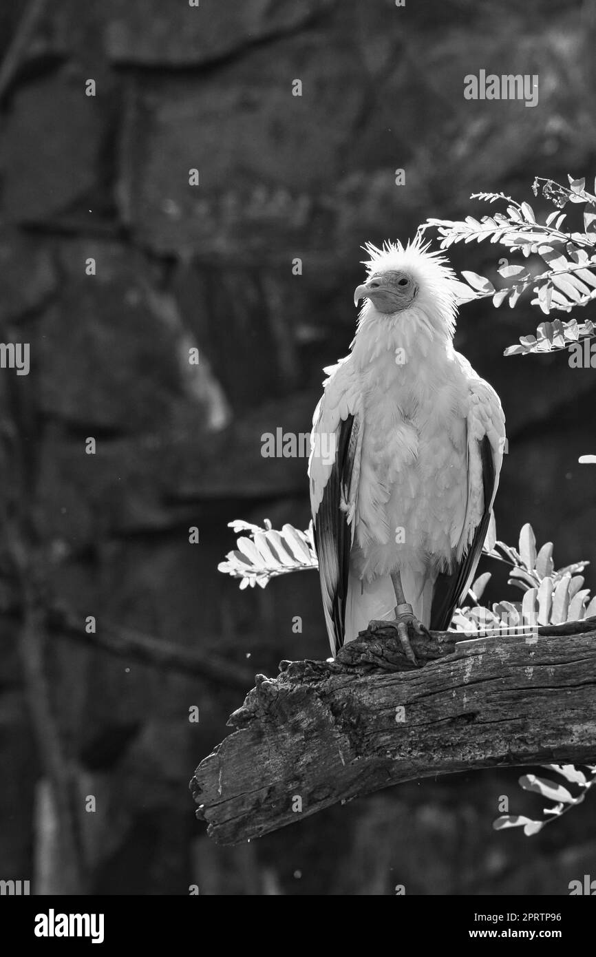 Portrait de vulve de saleté. Coiffure sauvage. Oiseau vautour assis sur une branche. Oiseau Banque D'Images