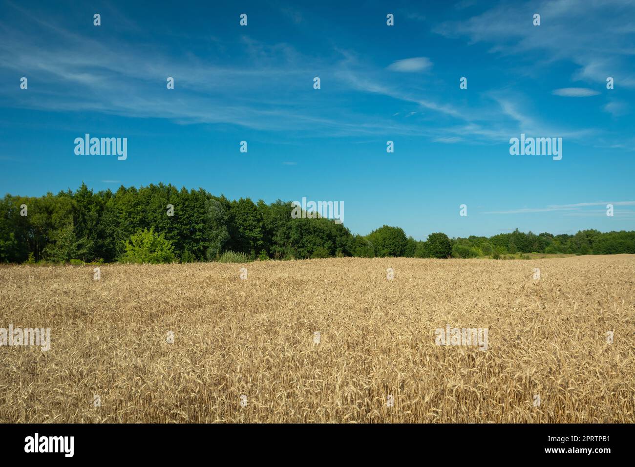 Champ avec grain doré, forêt et ciel bleu Banque D'Images