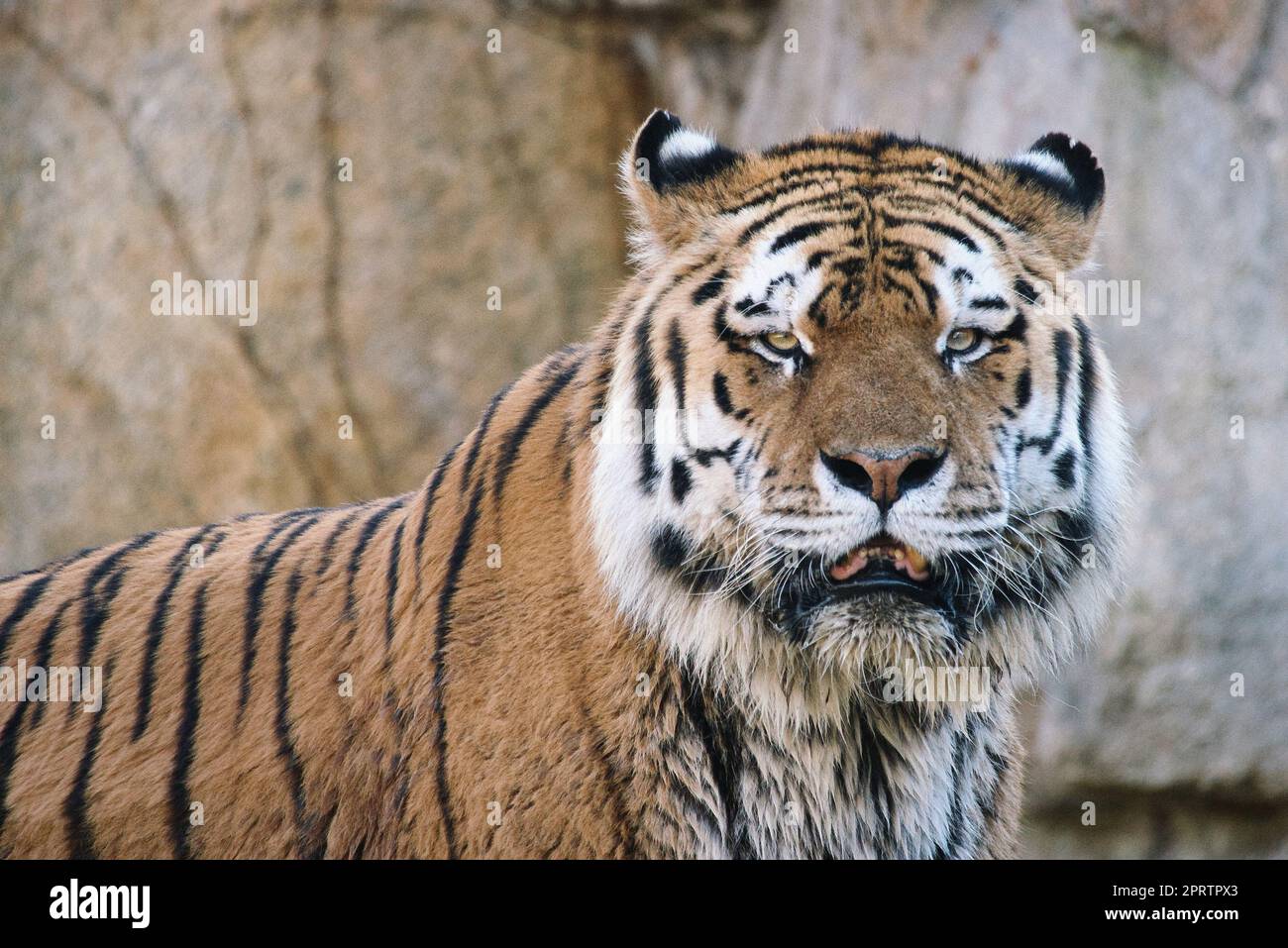 Tigre de Sibérie. Grand chat élégant. prédateur en voie de disparition. fourrure blanche, noire, orange à rayures Banque D'Images