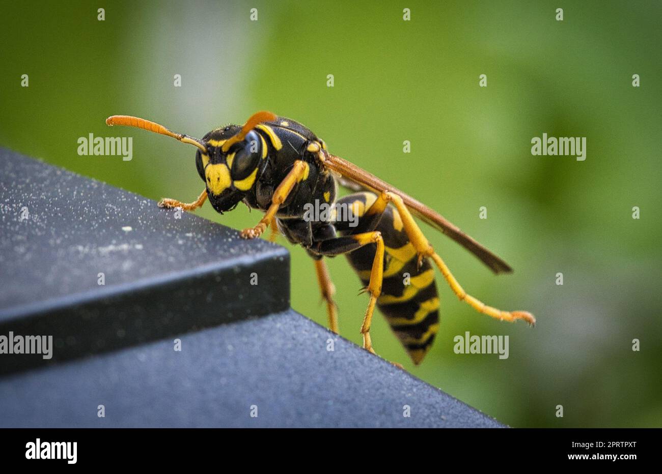 mordu en portrait, comme photo macro. Banque D'Images