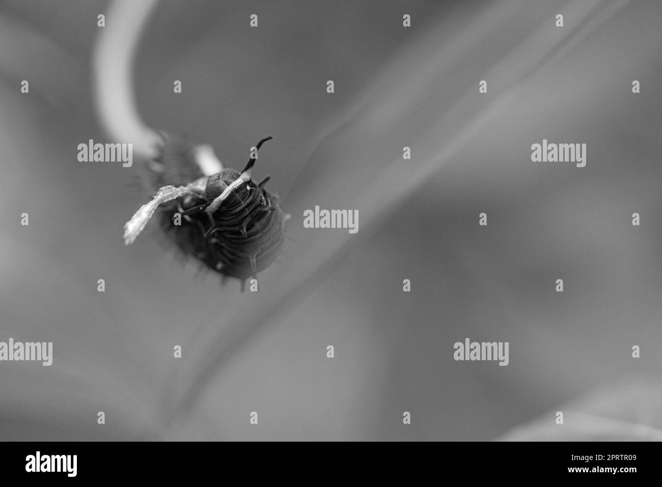 Caterpillar se nourrissant sur une lame. un seul animal gros plan Banque D'Images