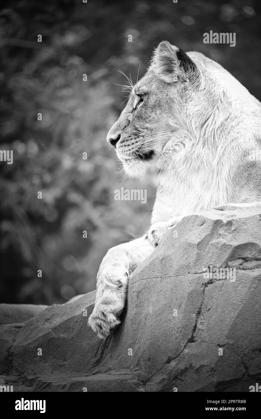 Lioness en blanc avec couché sur un rocher. Prédateur détendu. Photo d'animal de grand chat Banque D'Images