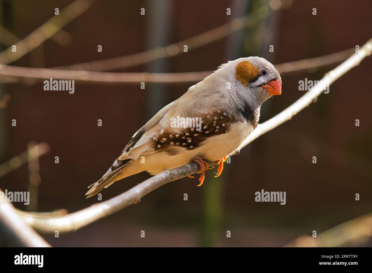 joli zèbre sur une branche. Banque D'Images