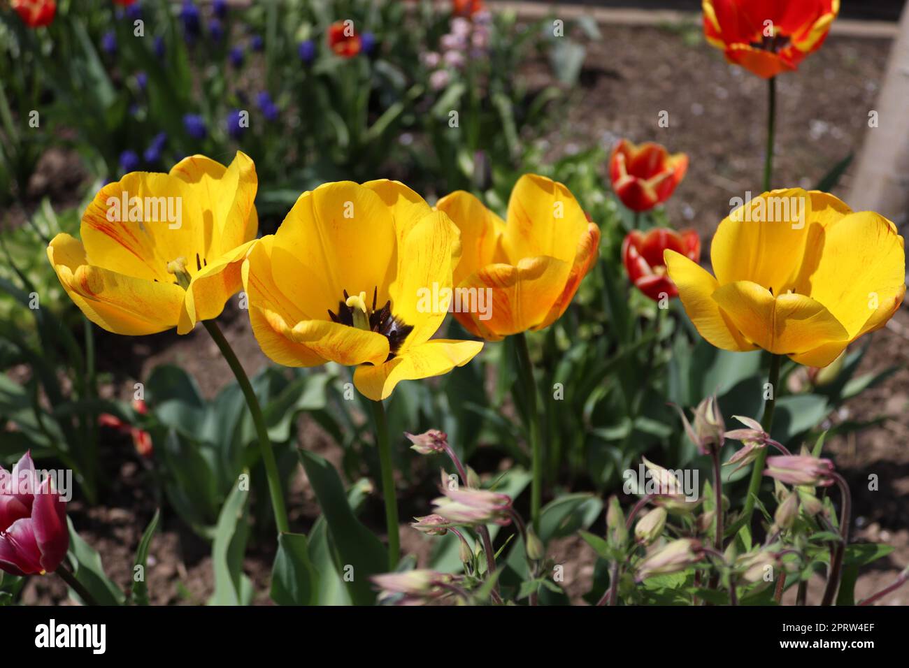 Une multitude de tulipes jaunes situées sur un jardin local Banque D'Images