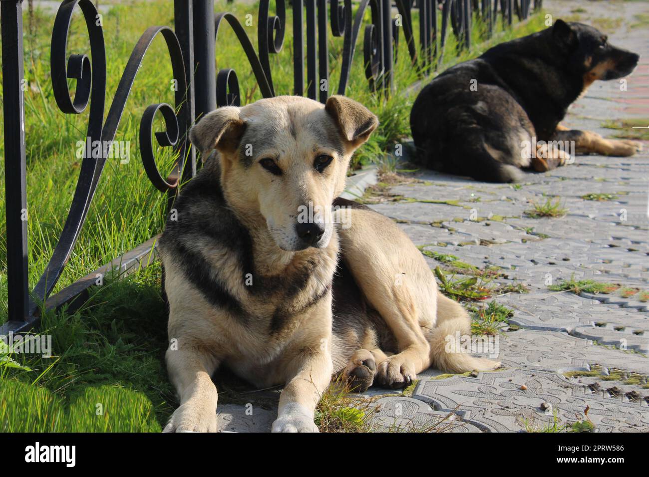 Deux grands chiens errants se trouvent sur le trottoir du parc de la ville Banque D'Images