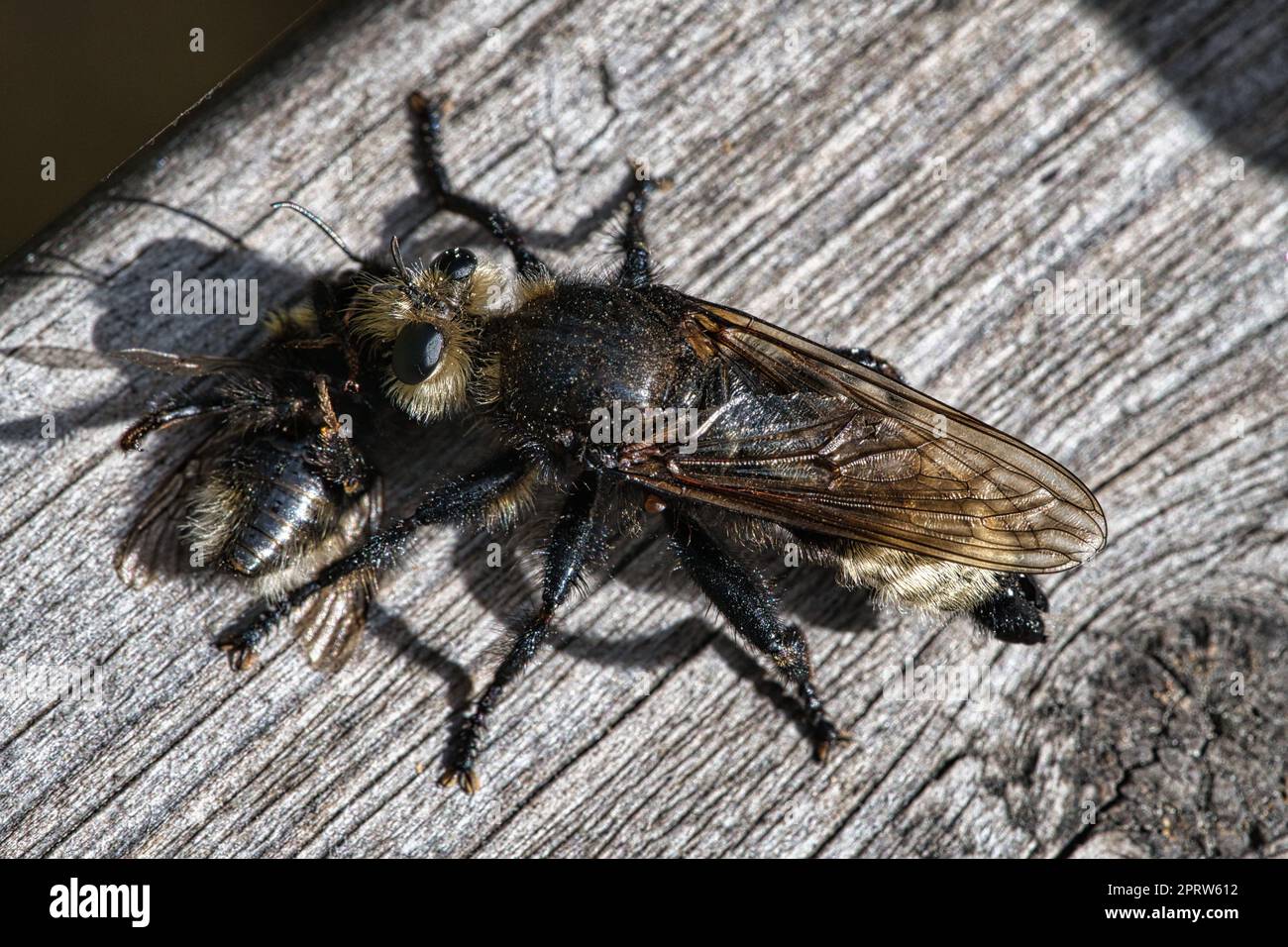 Mouche de meurtre jaune ou mouche jaune avec un bourdon comme proie. L'insecte est aspiré Banque D'Images