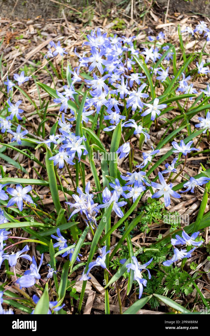 Les fleurs bleu clair de Chionodoxa luciliae Banque D'Images