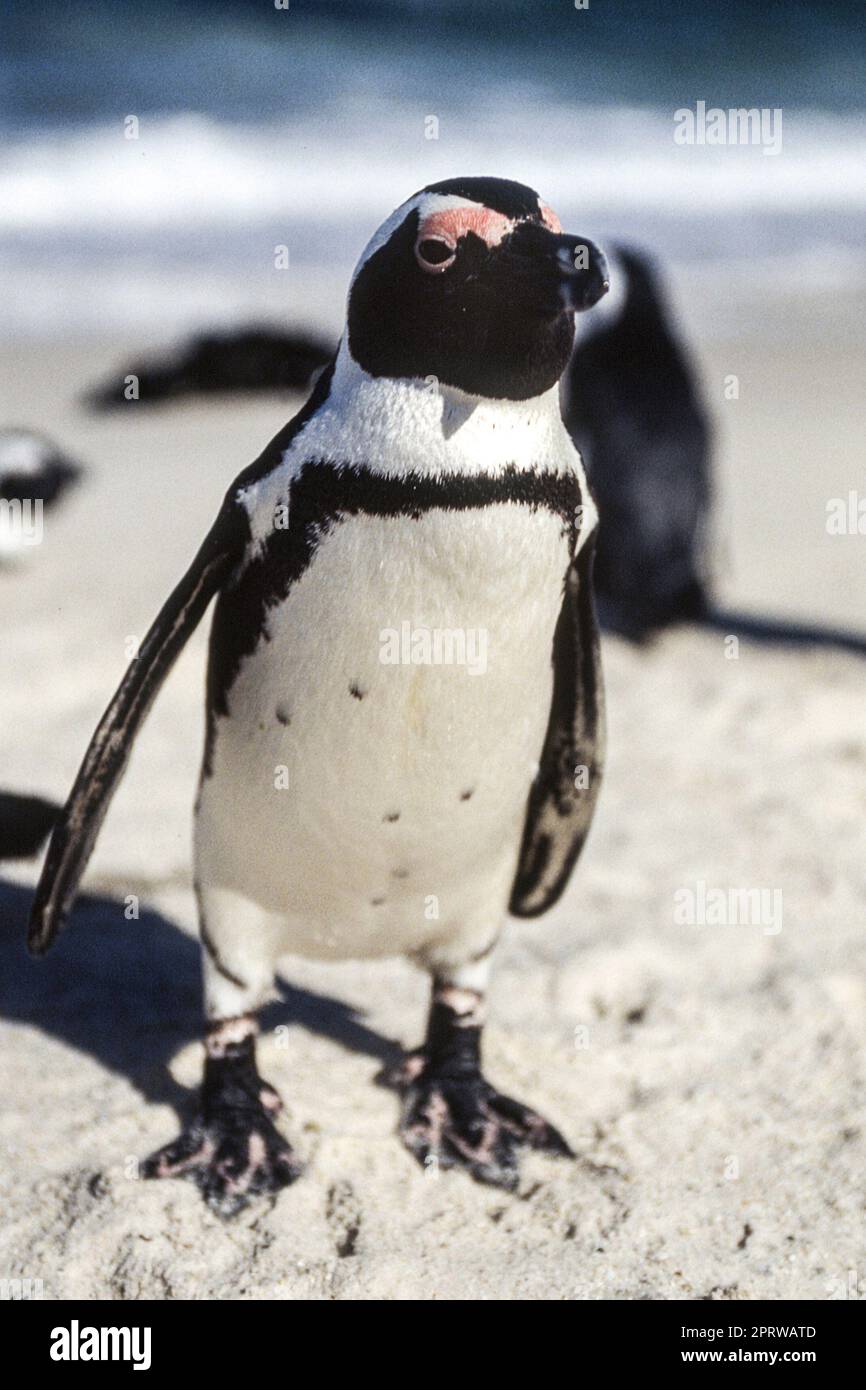 Jackass (Spheniscus demersus), Simon's Town, Western Cape, Afrique du Sud Banque D'Images