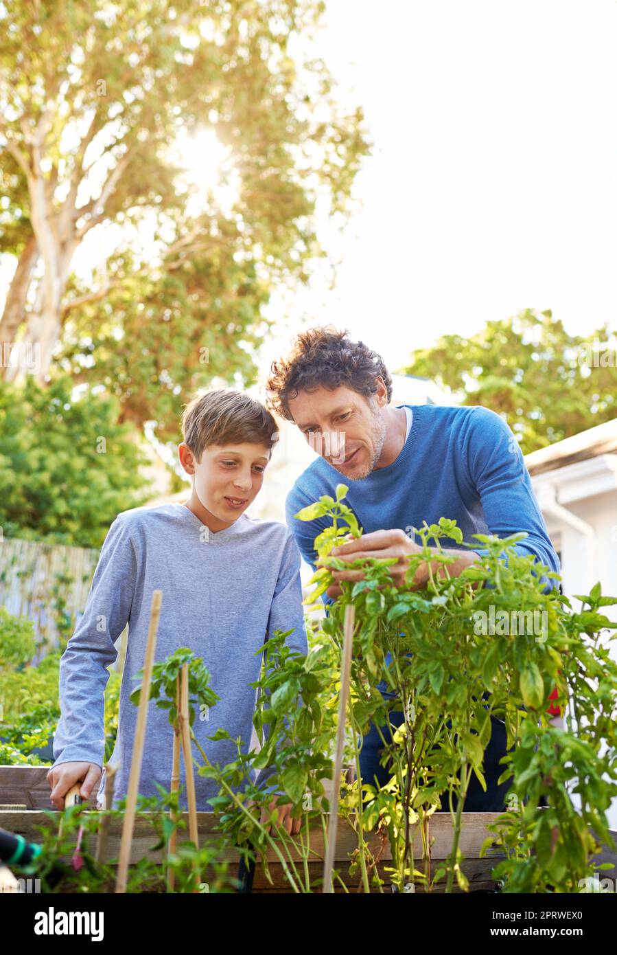 C'est donc ce que vous devez rechercher... un père et un fils qui jardinent ensemble. Banque D'Images