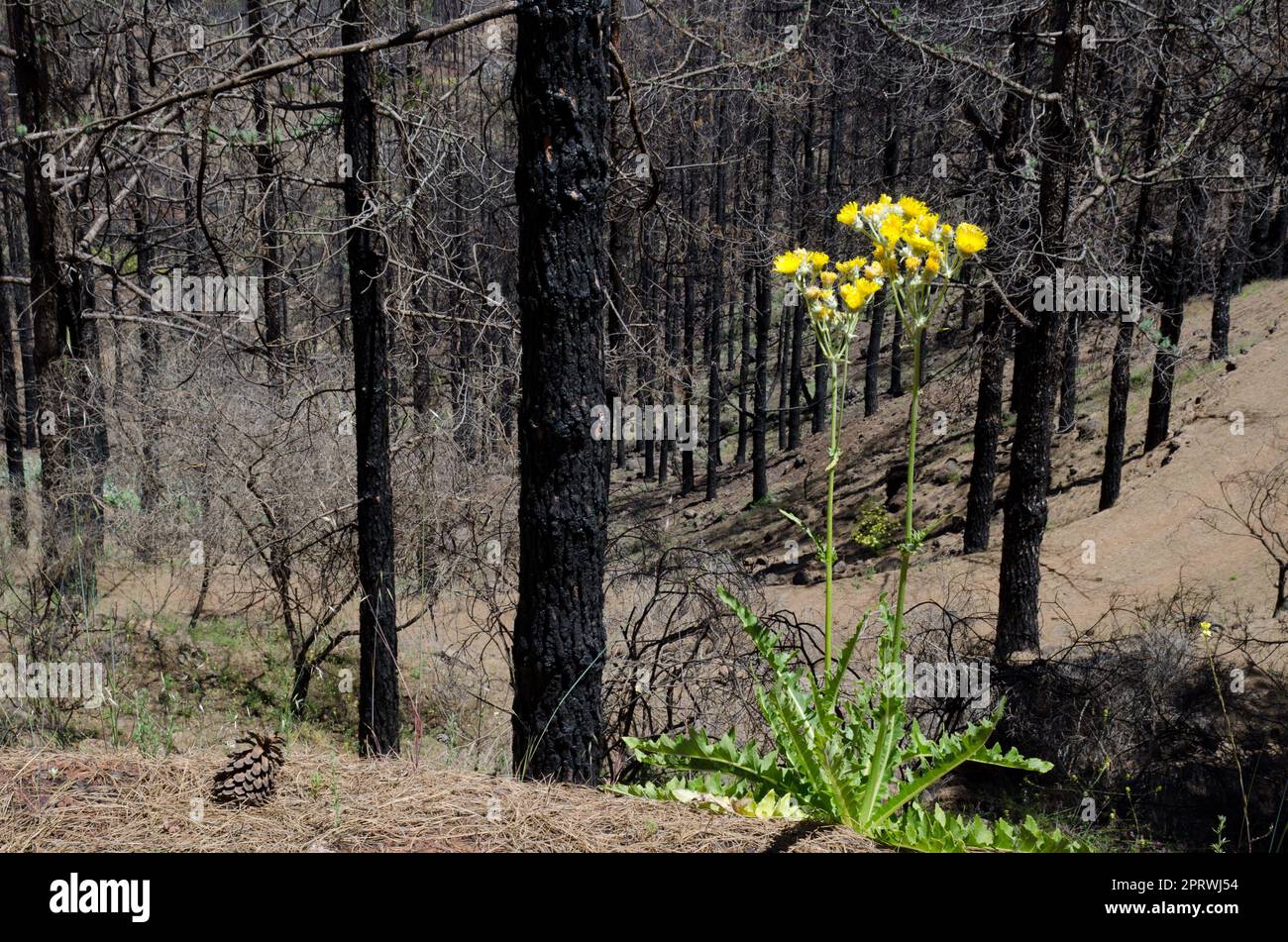 Sonchus acaulis plante en fleur dans une forêt brûlée de pin de l'île des Canaries Pinus canariensis. Grande Canarie. Îles Canaries. Espagne. Banque D'Images