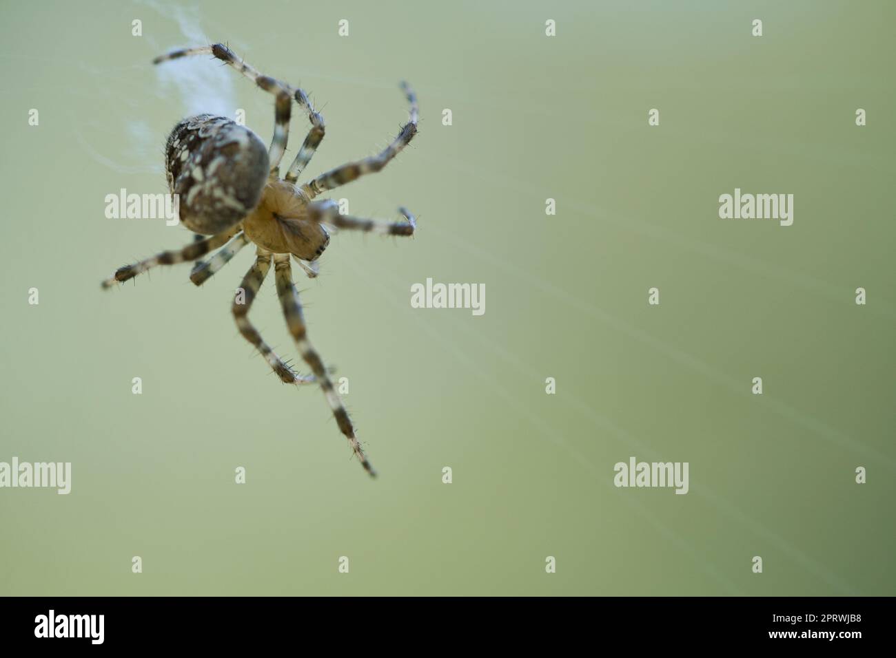 Croisillon rampant sur un fil de croisillon. Halloween fright. Un chasseur utile parmi Banque D'Images