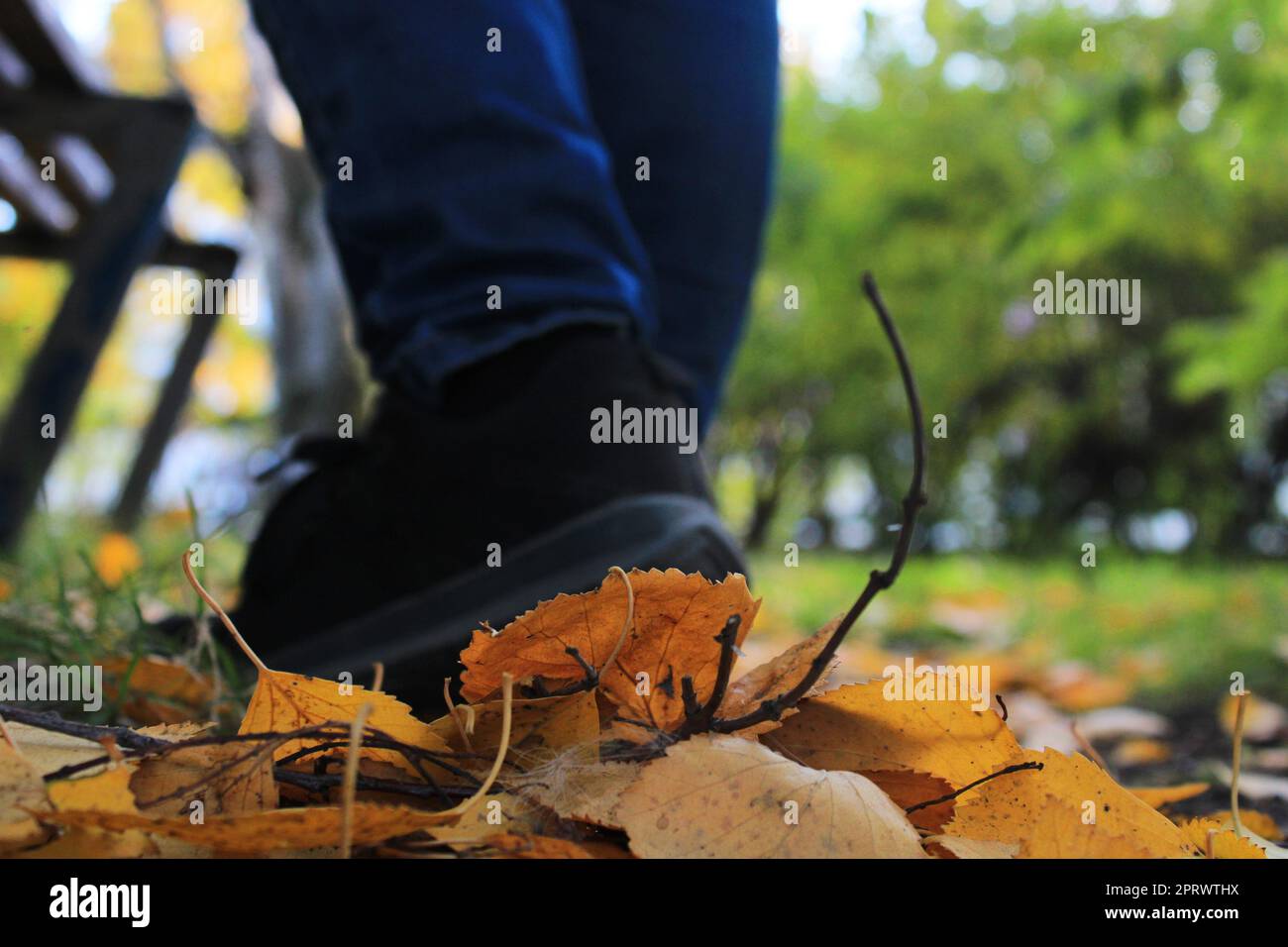 Jambes pour femmes en jeans bleus et baskets noires sur fond de feuilles jaune-orange d'automne. Arrière-plan flou Banque D'Images
