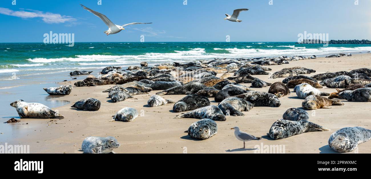 Colonie de phoques gris - phoques se trouvant sur la plage de la dune Helgoland Banque D'Images