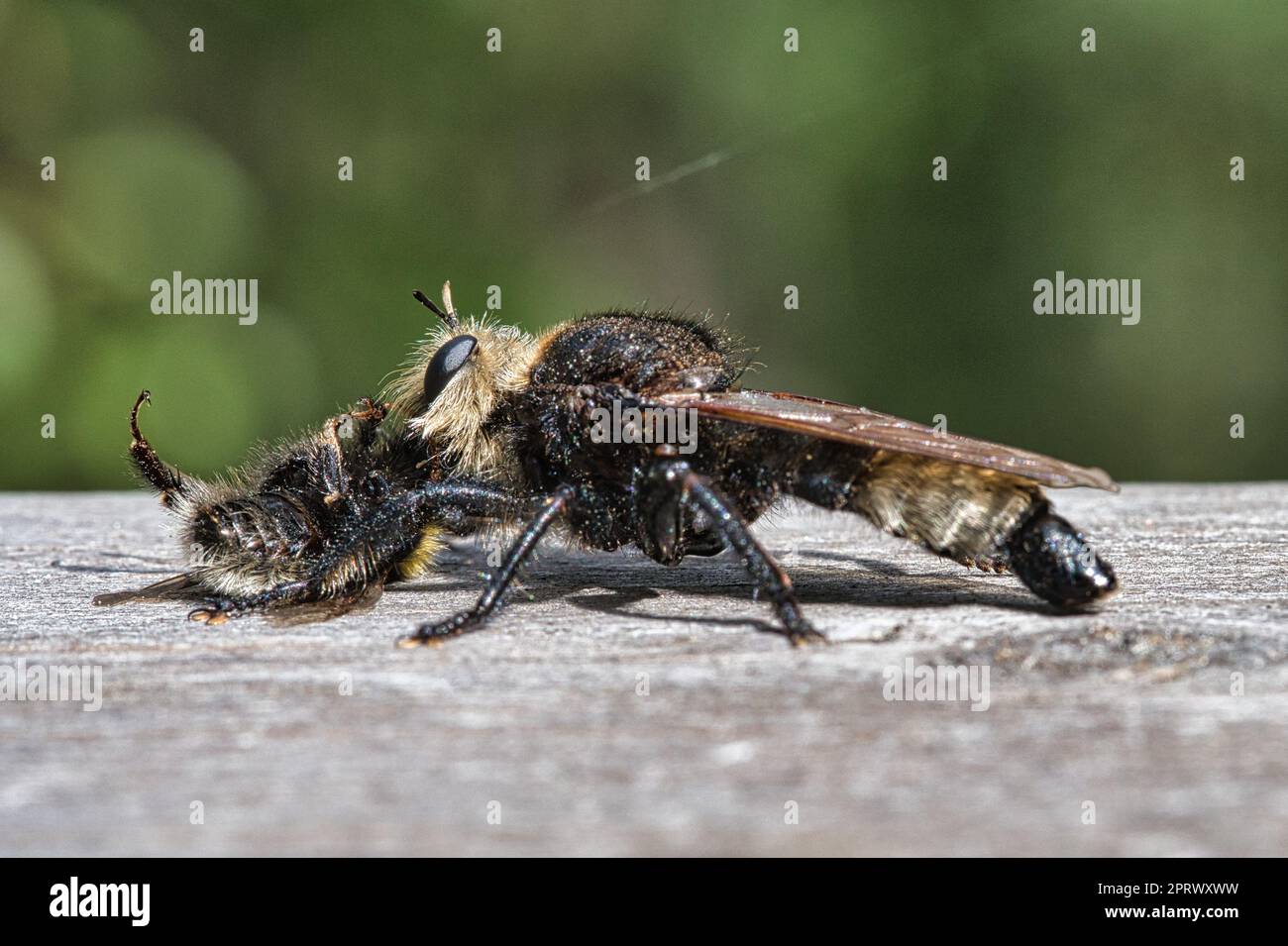 Mouche de meurtre jaune ou mouche jaune avec un bourdon comme proie. L'insecte est aspiré Banque D'Images