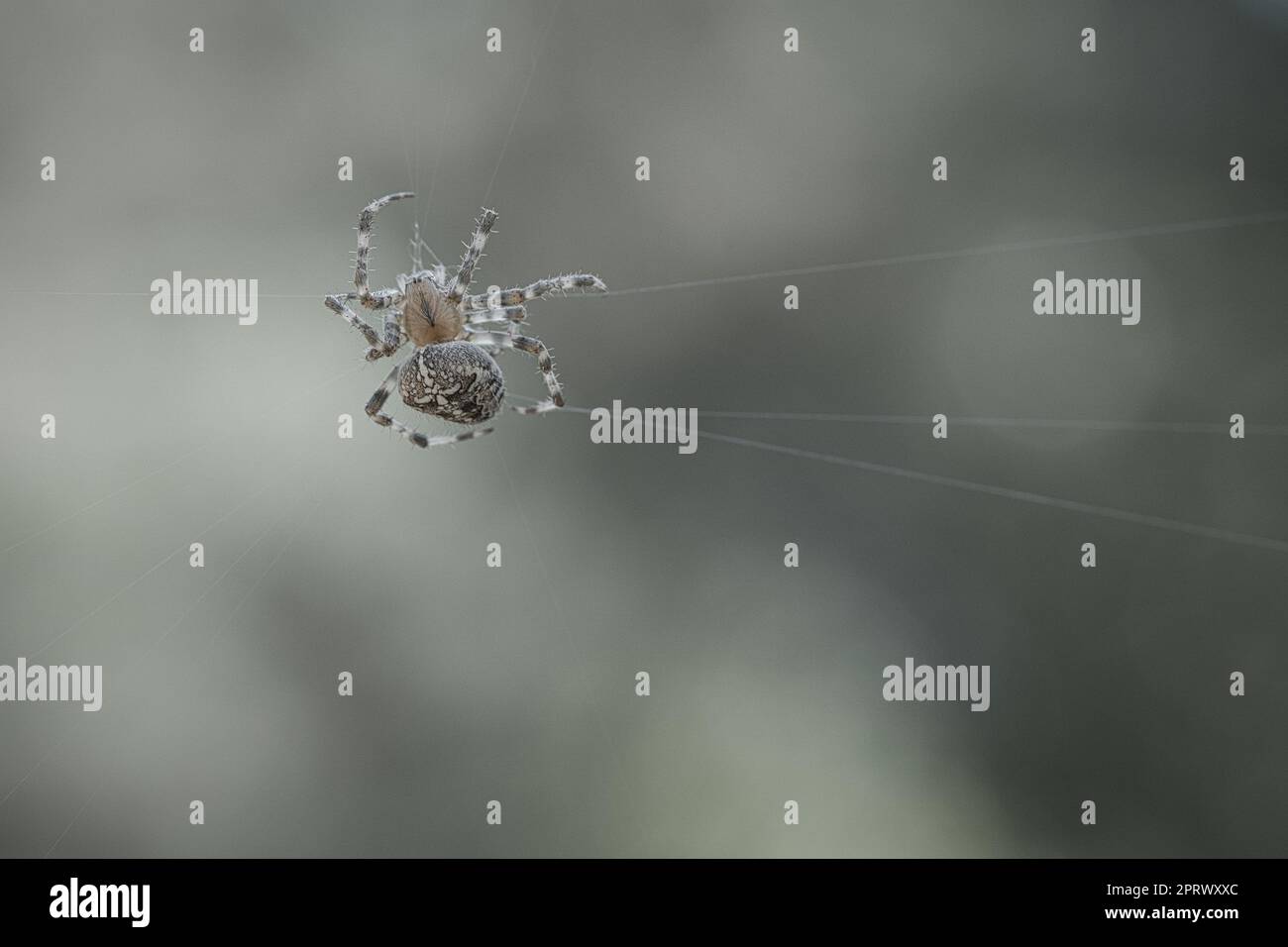 Croisillon rampant sur un fil de croisillon. Halloween fright. Un chasseur utile parmi Banque D'Images