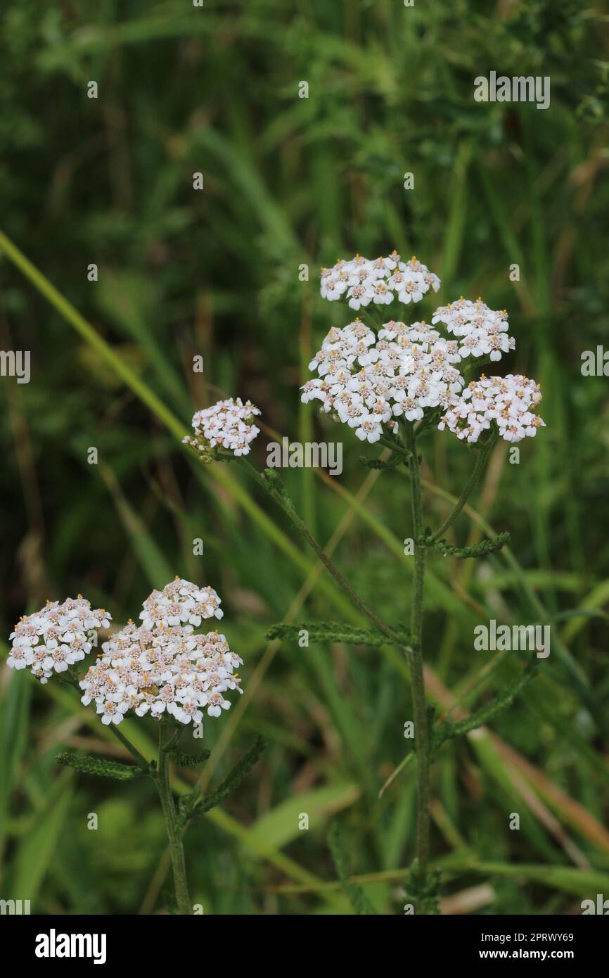 Fleurs d'yarrow blanches dans un pré Banque D'Images