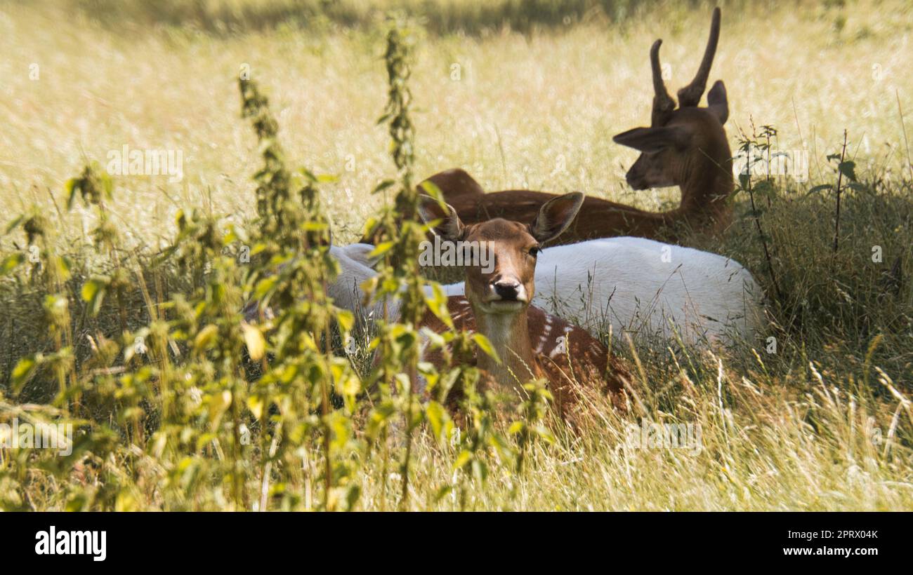 cerf jachère regardant le spectateur, allongé dans un pré. Banque D'Images