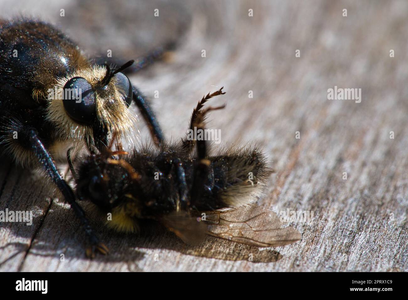 Mouche de meurtre jaune ou mouche jaune avec un bourdon comme proie. L'insecte est aspiré Banque D'Images