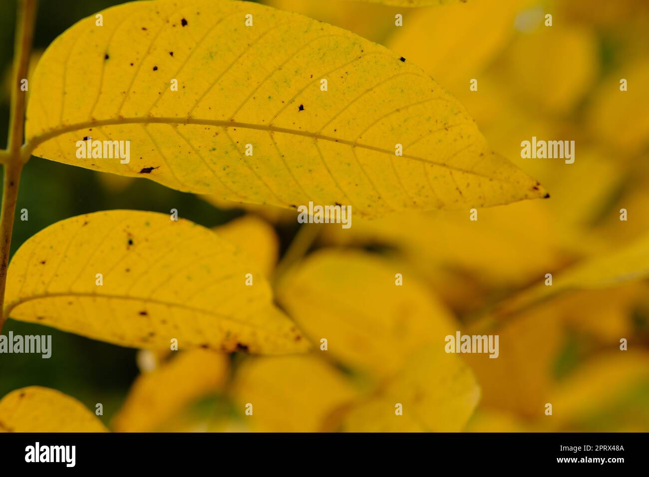 Feuilles d'automne au soleil. Arrière-plan flou. Feuilles jaunes Banque D'Images