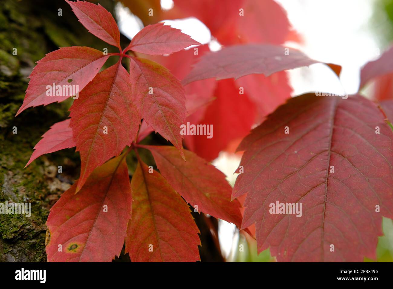 feuilles rouges en automne de raisin sauvage Banque D'Images