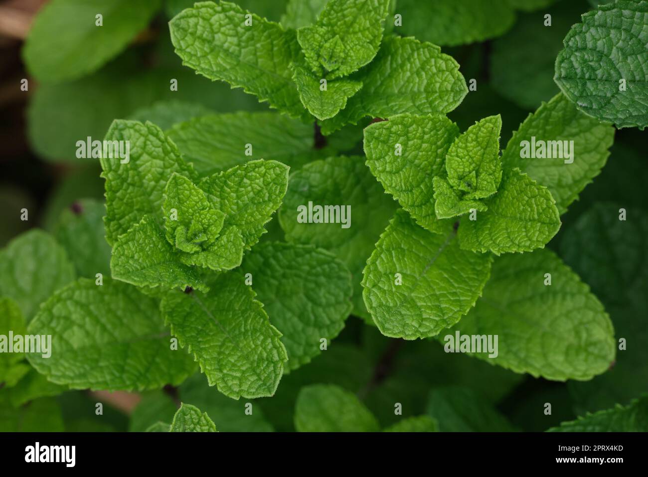 Des feuilles de menthe verte fraîche poussent sur le lit de jardin Banque D'Images