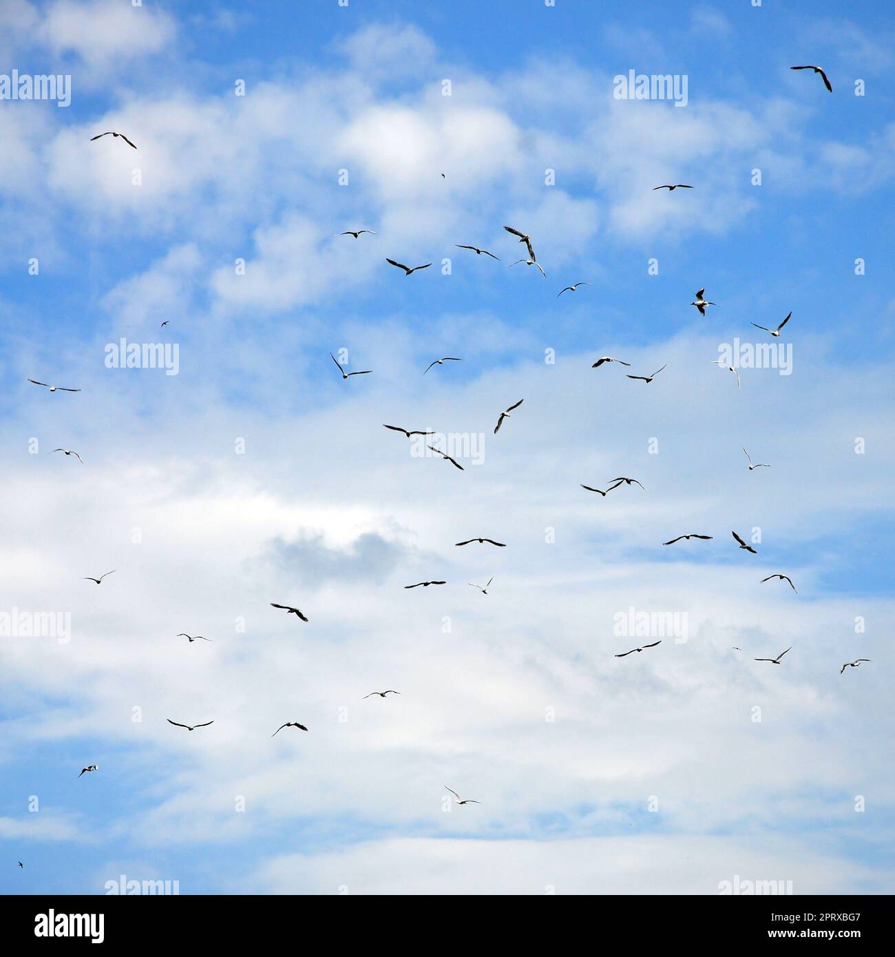 Beaucoup de blanc Les mouettes volent dans le ciel nuageux ciel bleu Banque D'Images