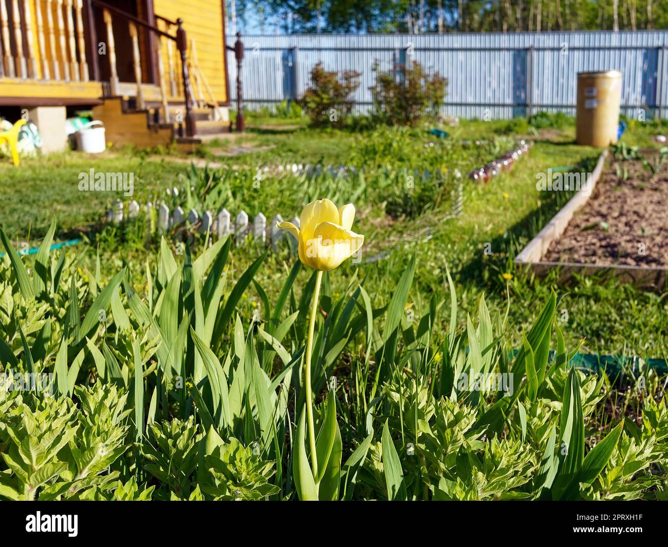Tulipe jaune dans le jardin du village, au printemps Banque D'Images