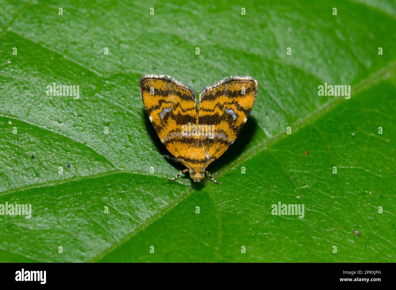 Marque de métal Moth, Choreutis sp, sur feuille, Klungkung, Bali, Indonésie Banque D'Images