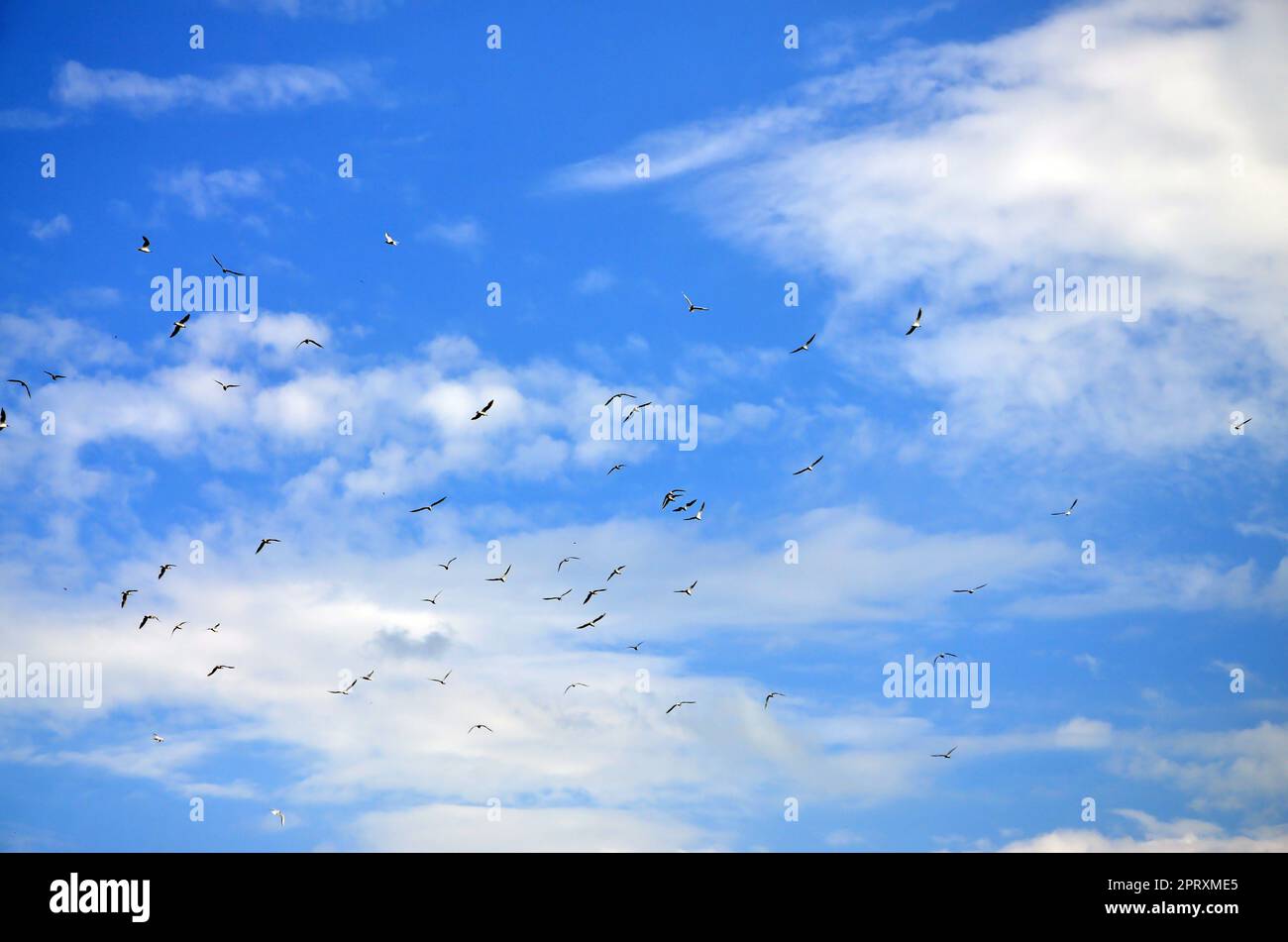 Beaucoup de blanc Les mouettes volent dans le ciel nuageux ciel bleu Banque D'Images