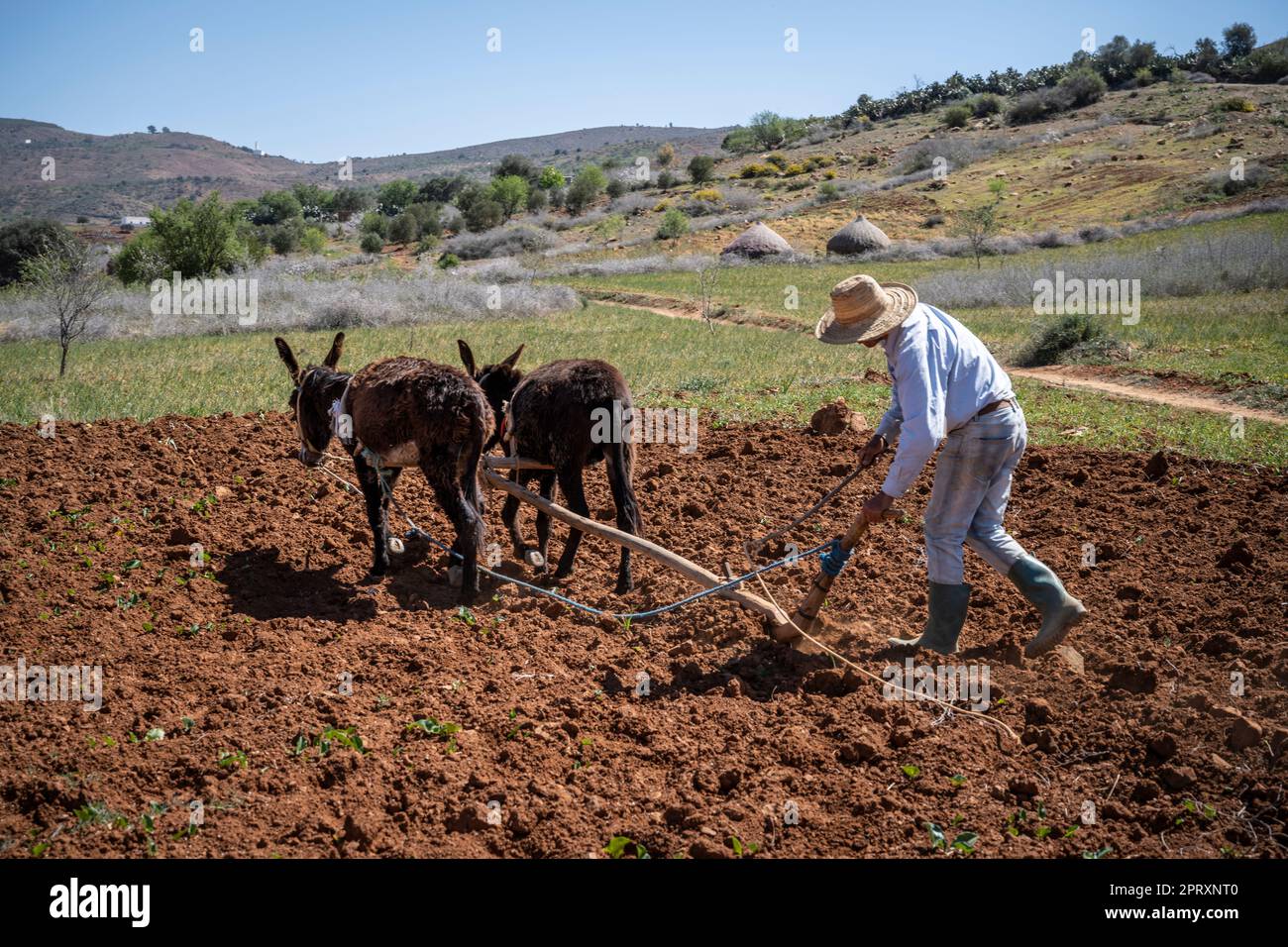 Agriculteur dans un chapeau de paille labourant le champ avec une charrue manuelle tirée par une paire d'ânes. Banque D'Images