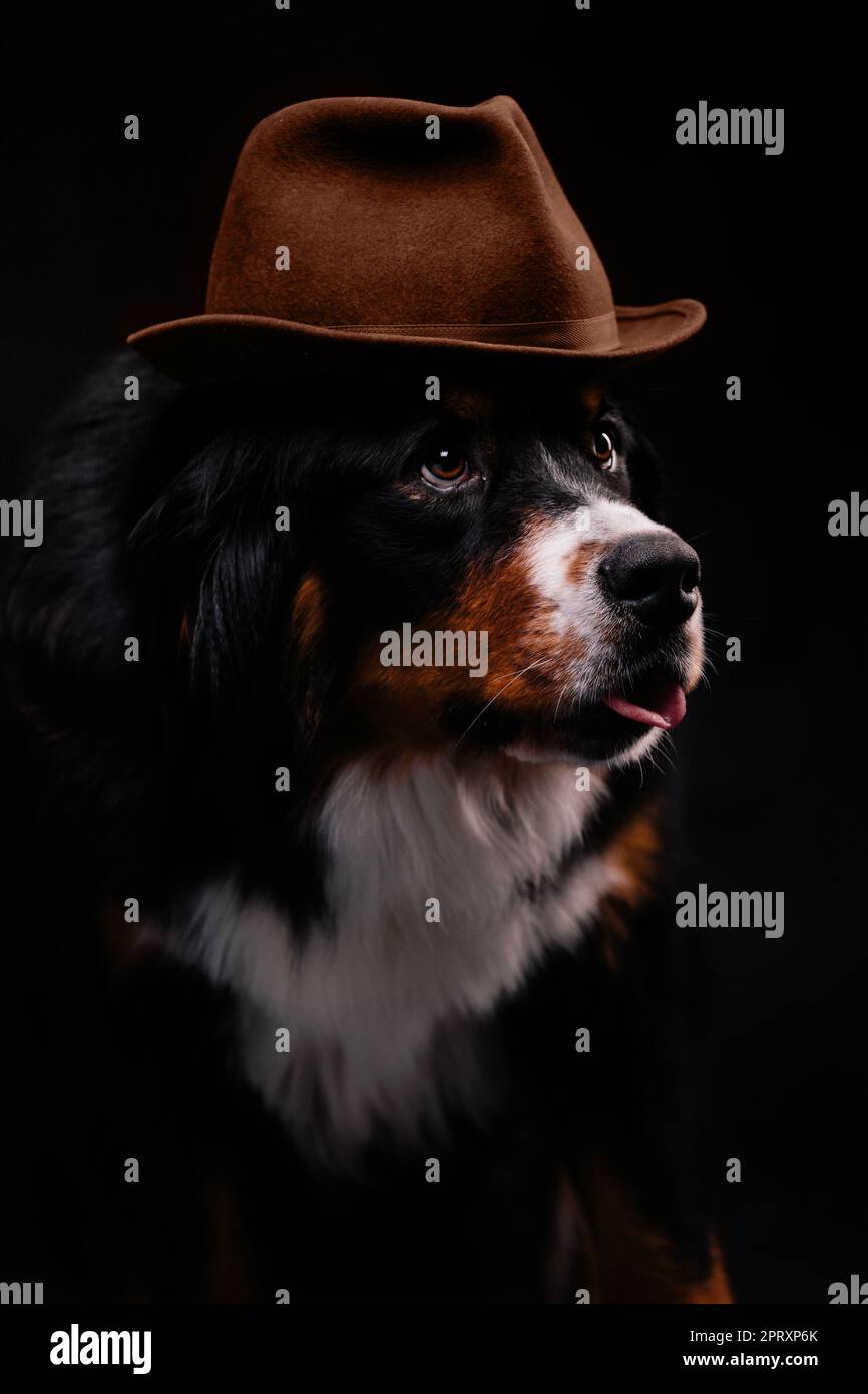 Close-up portrait of bernois dans hat sur fond noir Banque D'Images