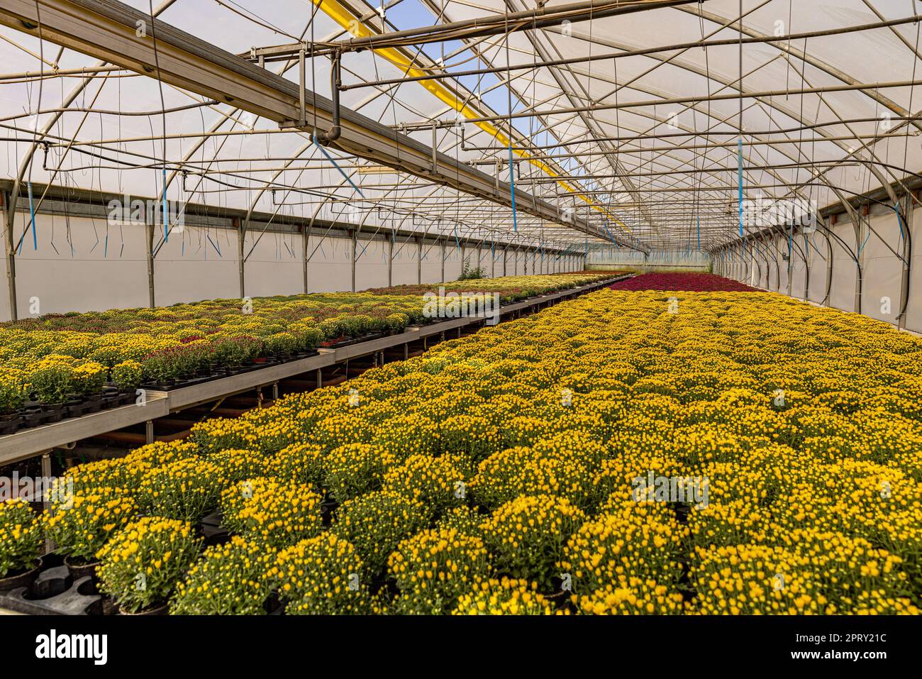 Pépinière de fleurs spécialisée dans la culture de fleurs de chrysanthème. Banque D'Images