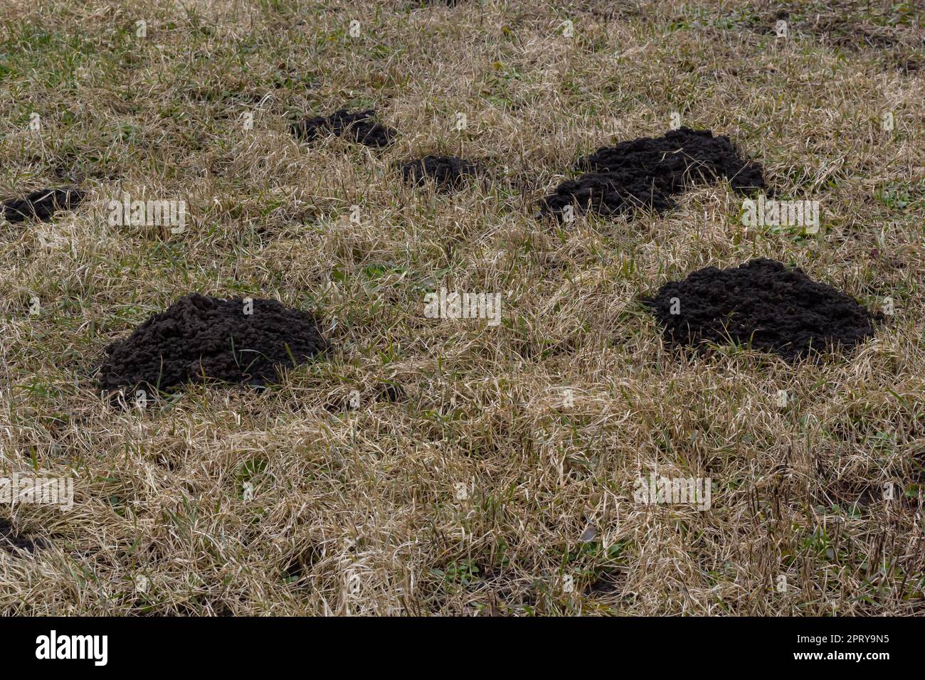 Molehills. Monticules de taupe. Collines moles. Un pré endommagé par un groupe de taupes, causant des dommages dans le jardin par des animaux qui creusent des terriers dans le sol et d Banque D'Images