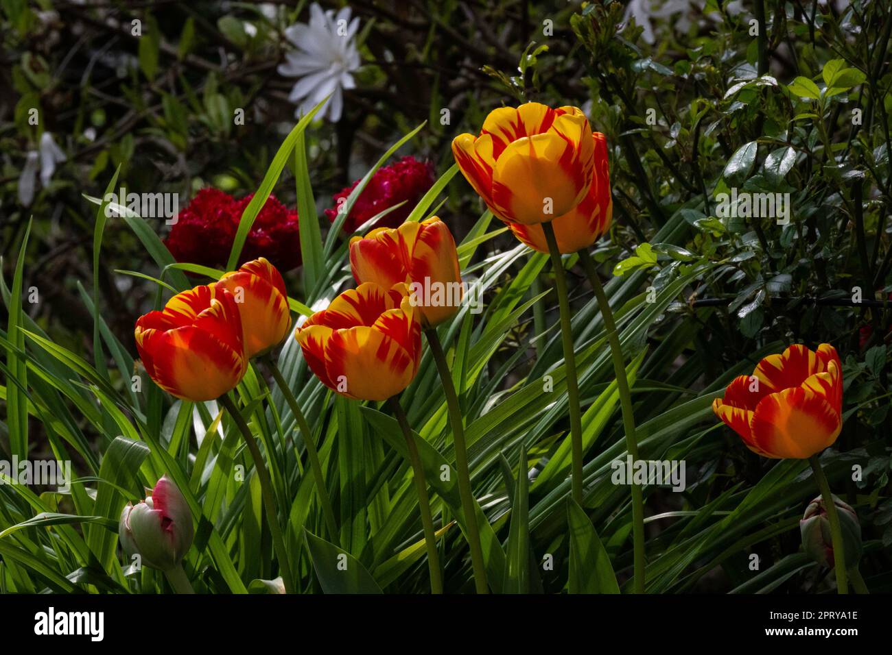 Tulipes dans le jardin, Hambourg, Allemagne Banque D'Images