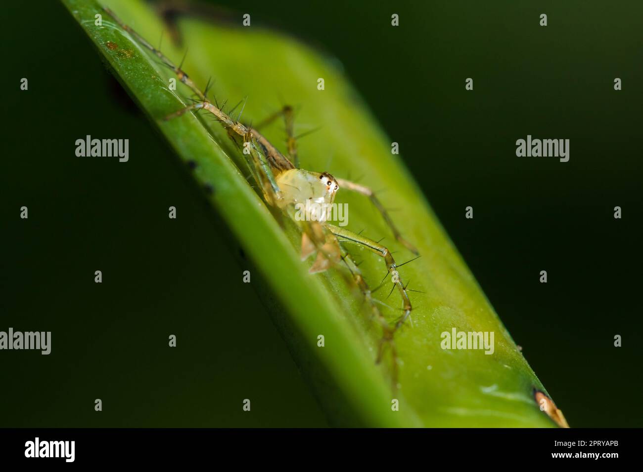 Oxyopes javanus Throll sur les feuilles peut sauter pour attraper la proie. Banque D'Images