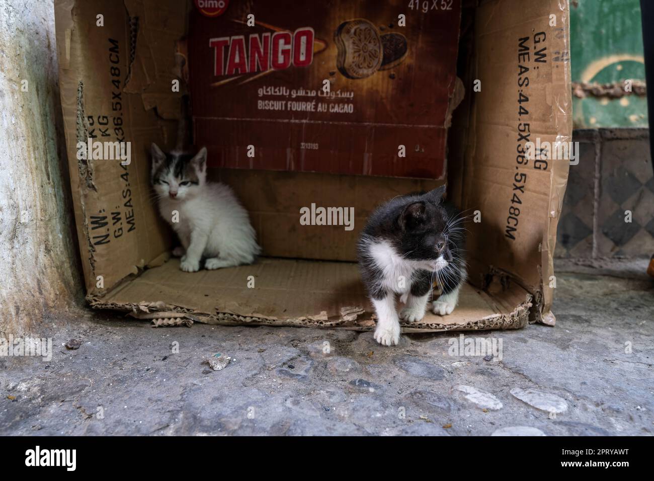 Deux chiots de chat dans une boîte en carton dans les rues de la médina de Tétouan. Banque D'Images