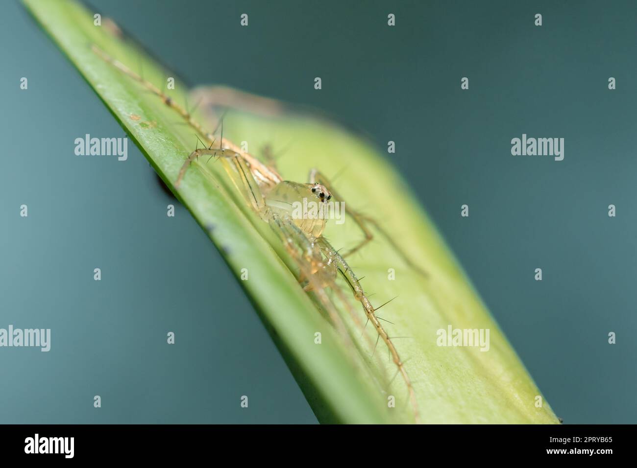 Oxyopes javanus Throll sur les feuilles peut sauter pour attraper la proie. Banque D'Images