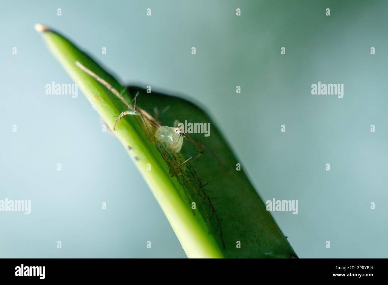 Oxyopes javanus Throll sur les feuilles peut sauter pour attraper la proie. Banque D'Images