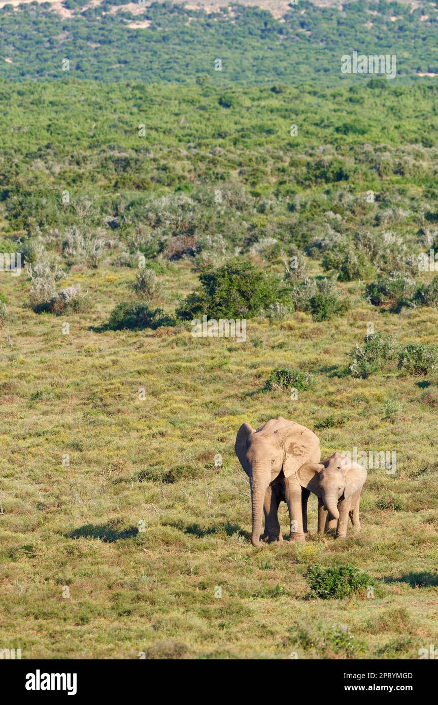 Éléphants de brousse africains (Loxodonta africana), bébé éléphant avec sa mère en quête de nourriture dans les prairies, Parc national des éléphants d'Addo, Cap oriental, Banque D'Images