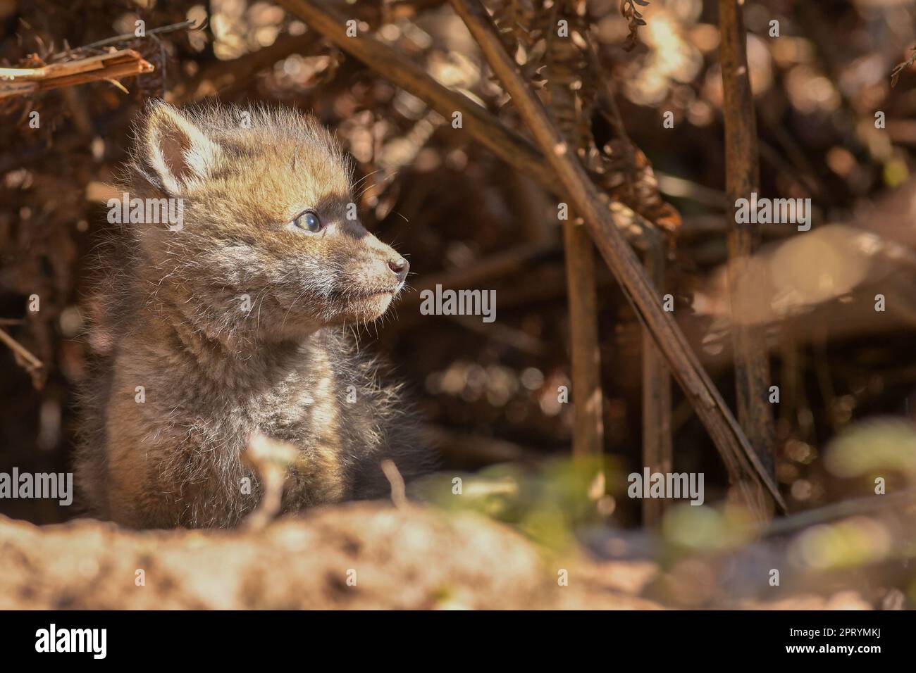 Cubs de Fox Banque D'Images