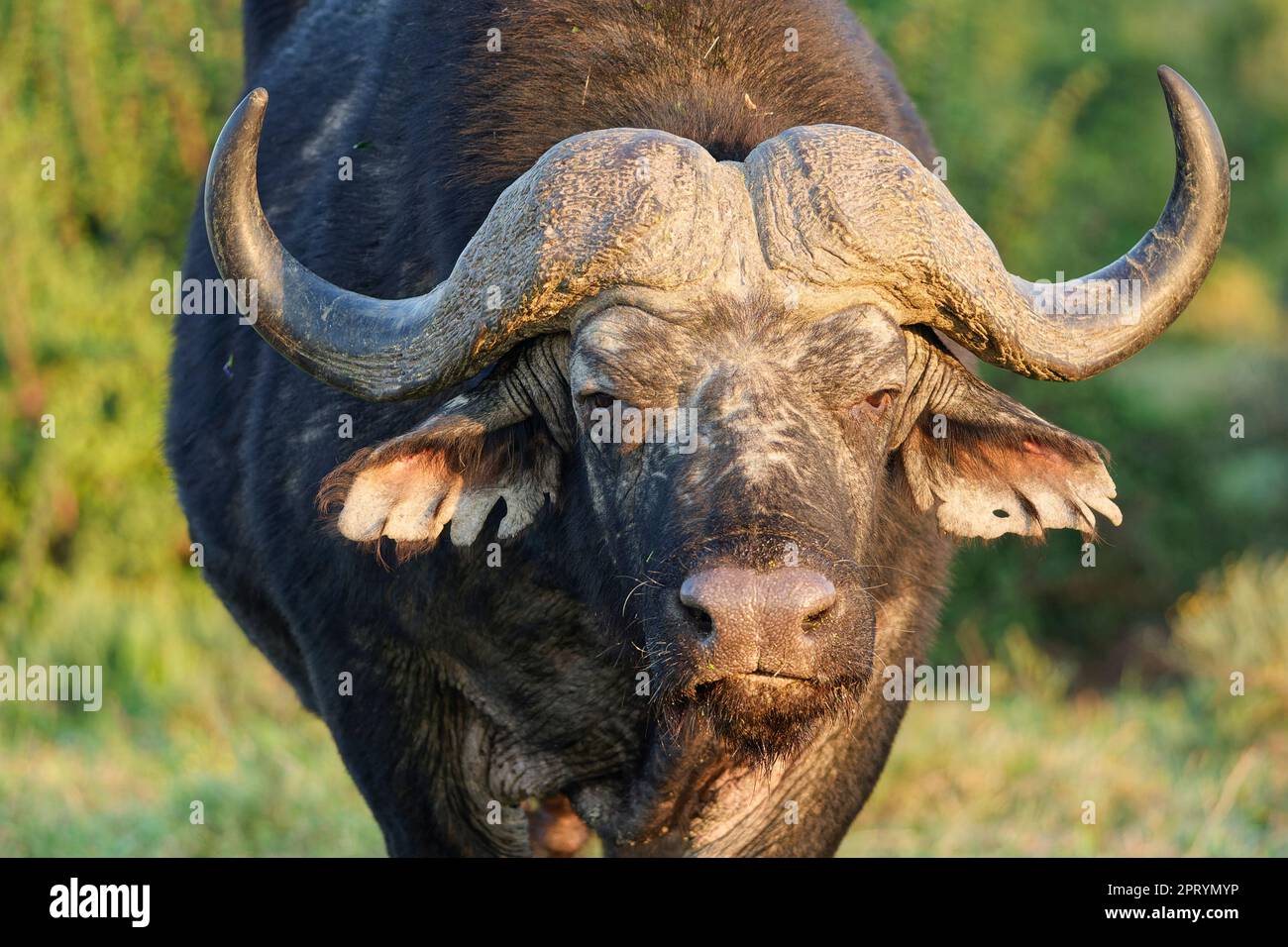 Cape Buffalo (Syncerus caffer caffer), homme adulte éclairé par la lumière du matin, gros plan de la tête et des cornes, portrait d'animal, parc national de l'éléphant Addo, Banque D'Images