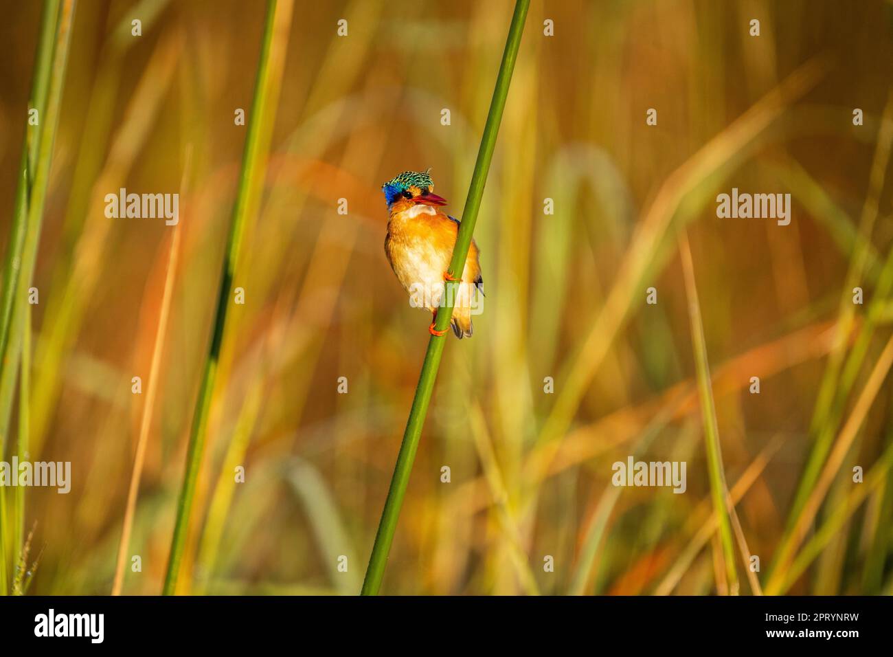 Malachite de Kingfisher (Alcedo Cristata) perché sur une branche de Papyrus. Oiseau coloré. Rivière Kwando, parc national de Bwabwata, Namibie, Afrique Banque D'Images